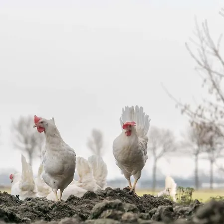 Boerderij Zonneveld * Rossum (Gelderland)