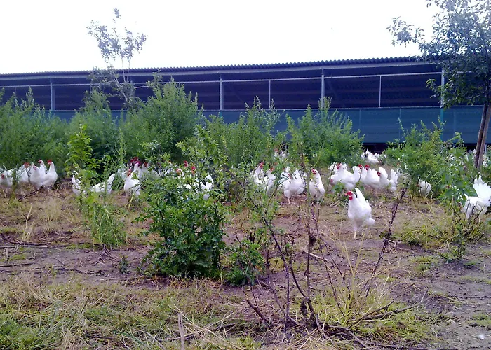 Boerderij Zonneveld 펜션 Rossum (Gelderland)