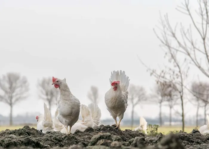 Boerderij Zonneveld * Rossum (Gelderland)