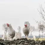 Boerderij Zonneveld * Rossum (Gelderland)